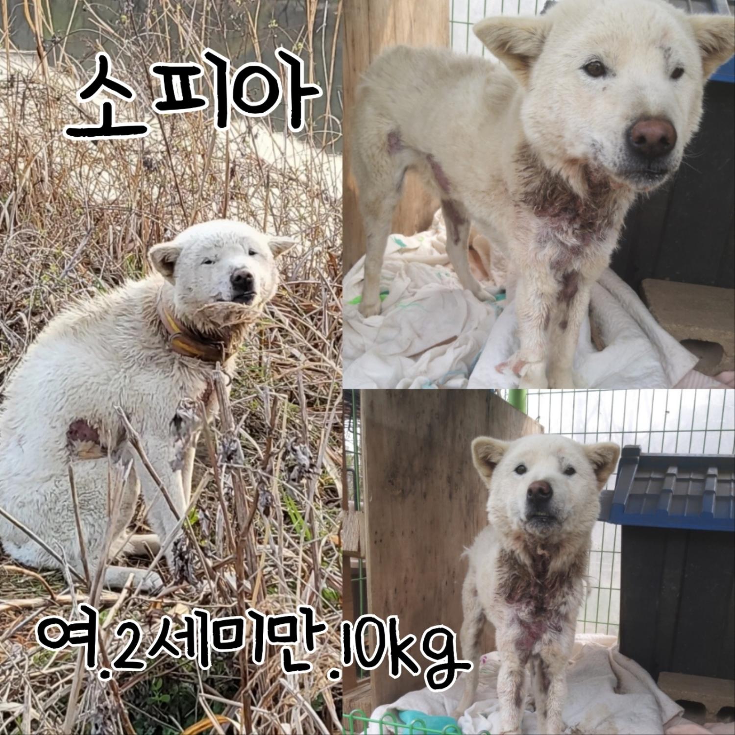 장성군동물보호센터_446498202300108